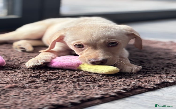 Labrador Retriever dogs in Aylesbury - Advert 4