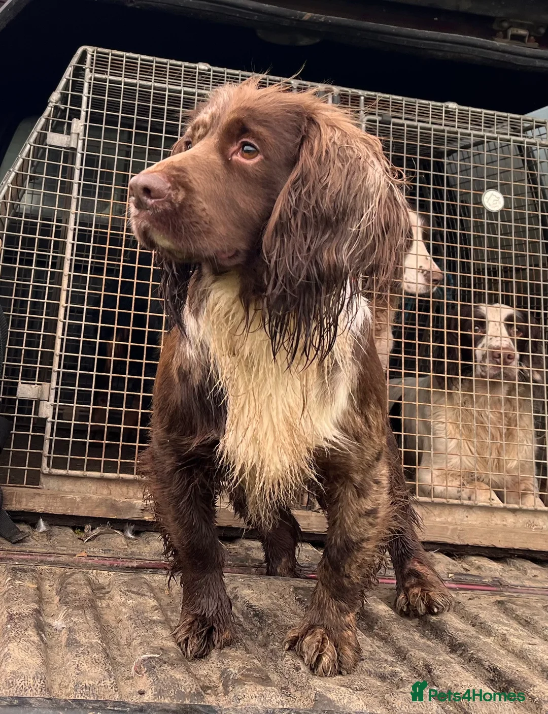 Cocker Spaniel dogs for stud: MERLE cocker spaniel at stud  in Rowlands Gill - Advert 17