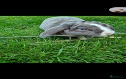 Mini Lop rabbits for sale: Adult mini plush lops - Image 1