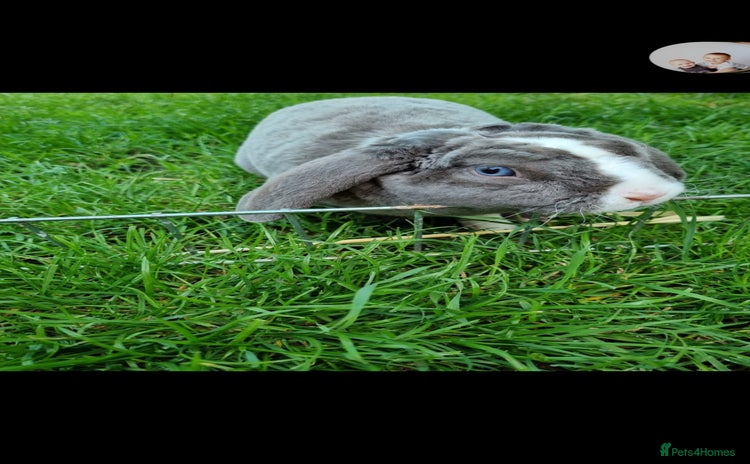 Mini Lop rabbits - Advert 2