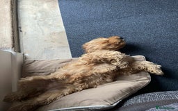 Cockapoo dogs for sale: Cockapoo female - Image 9