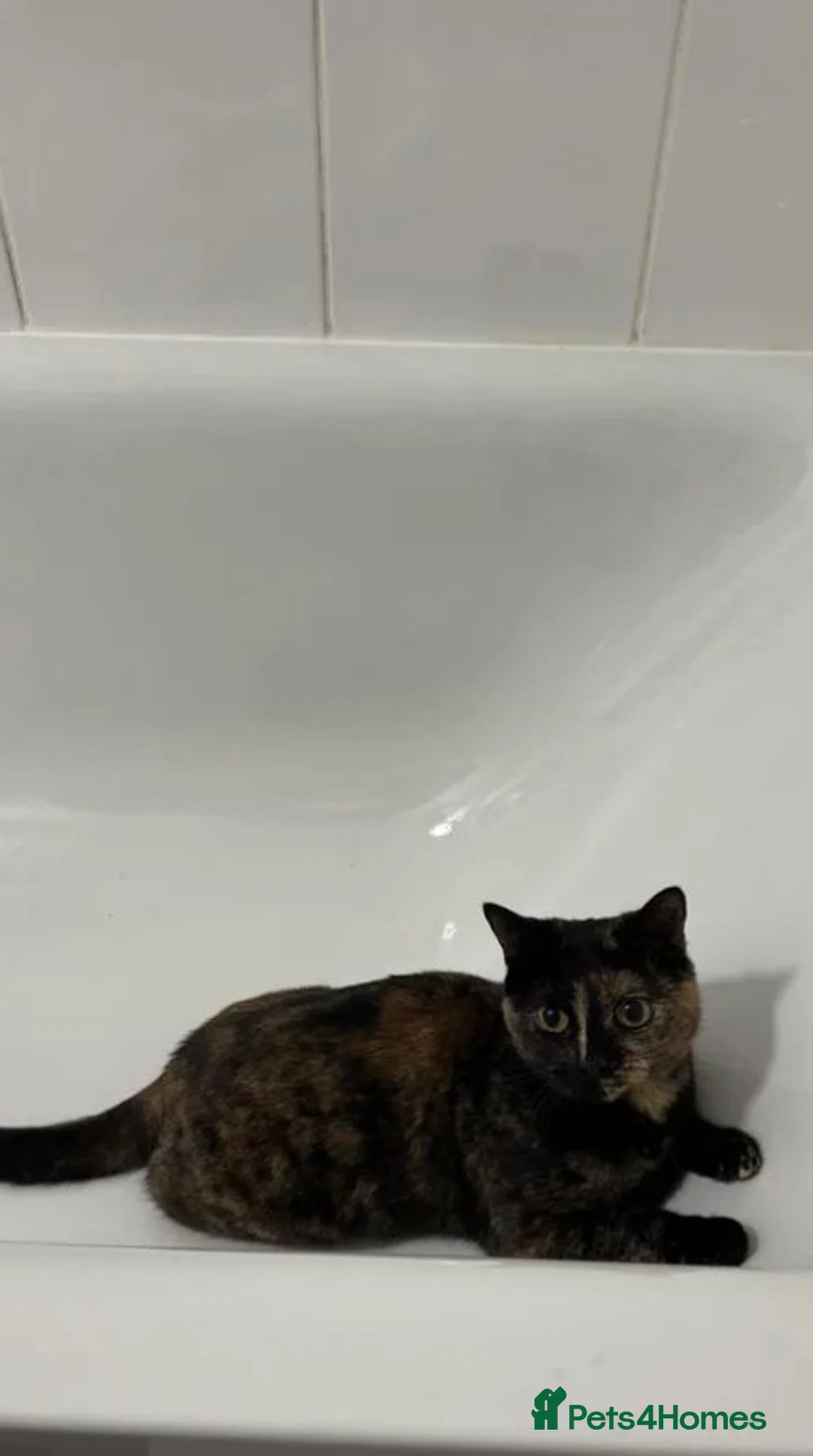 Mixed Breed cats for sale: Kitten 1 - Advert 8