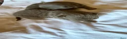 Chihuahua dogs for sale: Tiny stunning Russian Chihuahua’s   - Advert 33