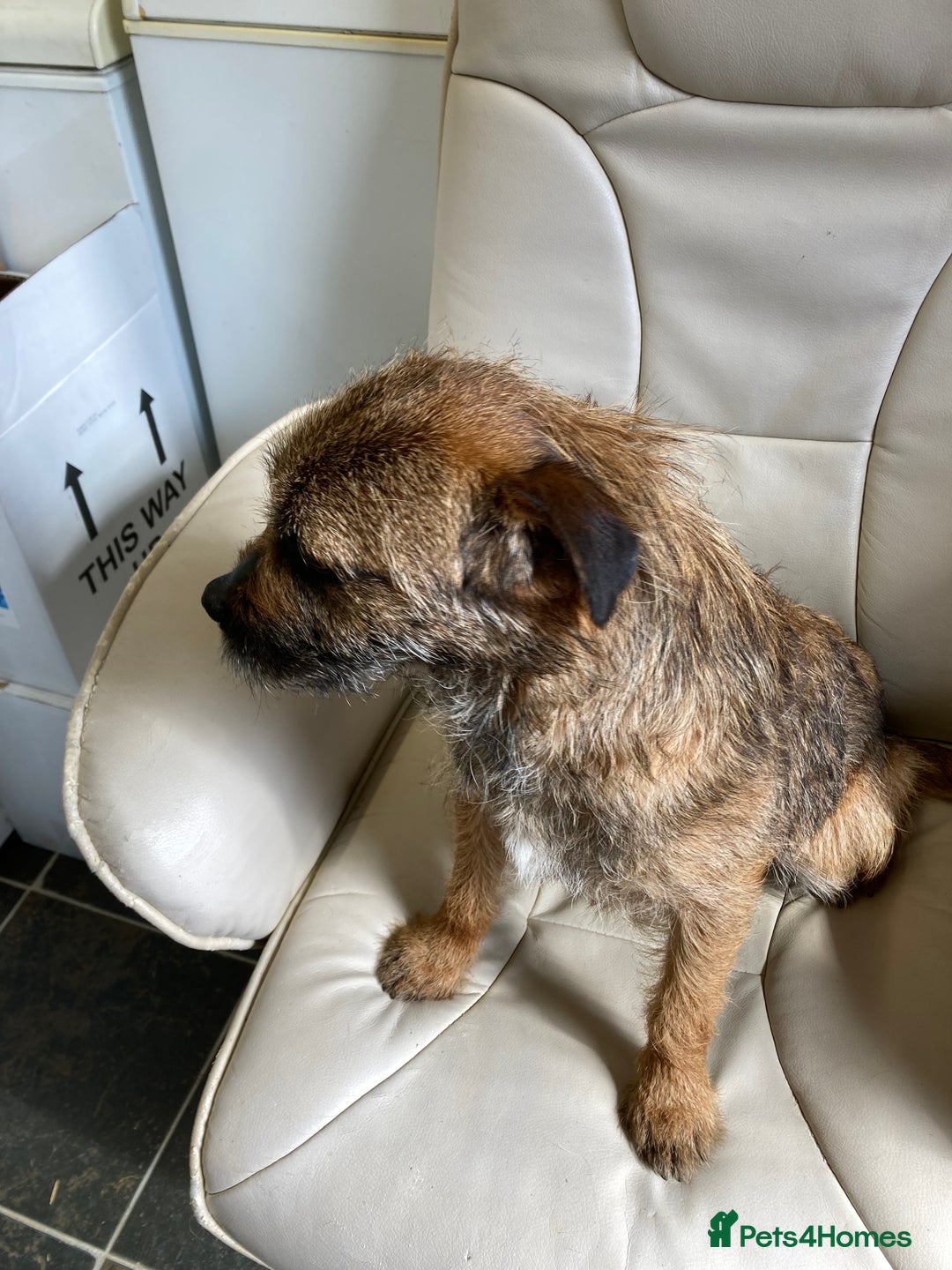Border Terrier dogs for stud: MEET BODIE  in Maidstone - Image 14