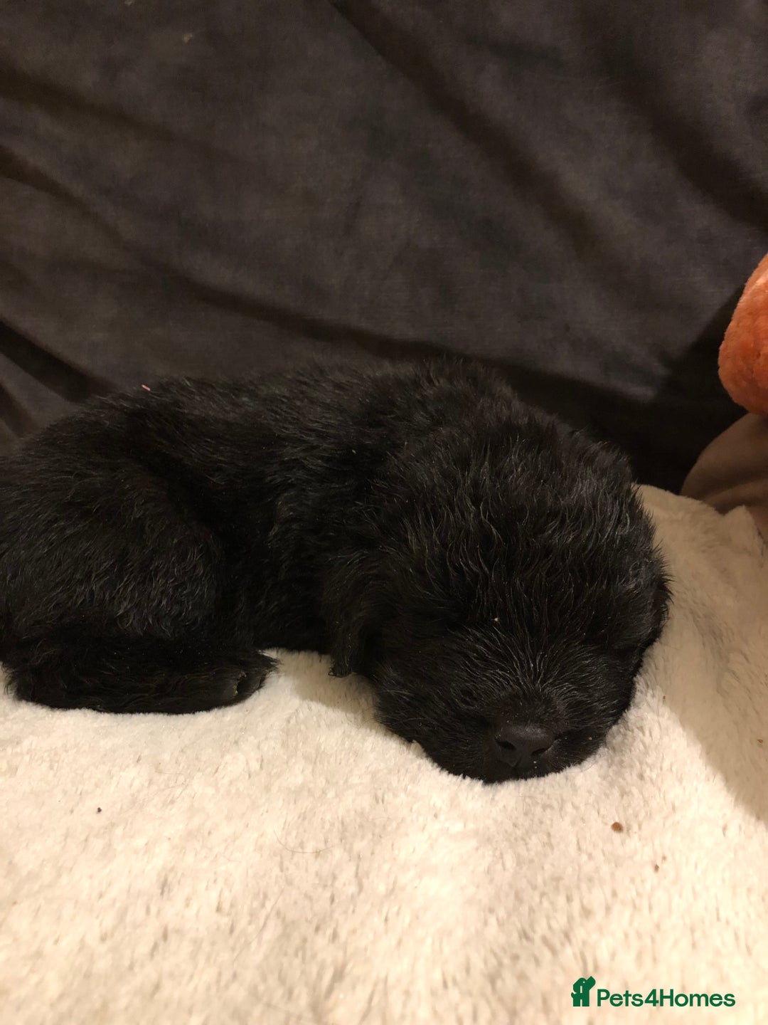 Newfoundland dogs for sale: Balticbears - Advert 10