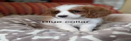 Cavapoo dogs for sale: Adorable F1 Cavapoo, health tested puppies  in Worcester - Advert 7