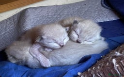 Ragdoll cats for sale: 6th Gen* Purebreed Ragdoll Kittens GCCF & TICA in Stroud - Image 40
