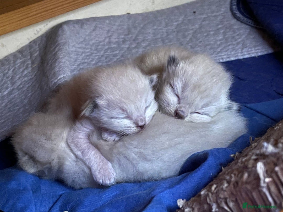 Ragdoll cats for sale: 6th Gen* Purebreed Ragdoll Kittens GCCF & TICA in Stroud - Image 40
