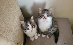 British Shorthair cats for sale: British Short-hair kittens - Image 11