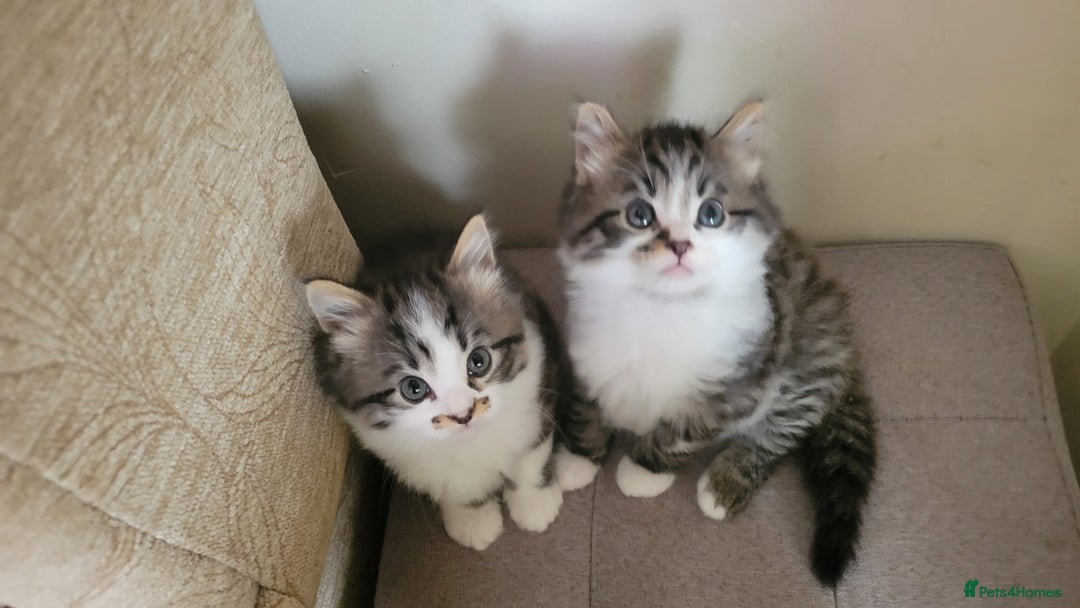 British Shorthair cats for sale: British Short-hair kittens - Image 11