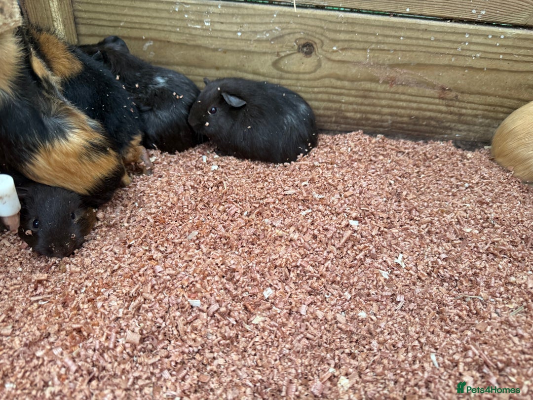 Guinea Pig rodents for sale: Baby girl guinea pigs  - Advert 7