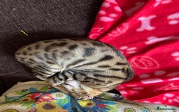 Bengal cats for sale: Female bengal  - Image 4