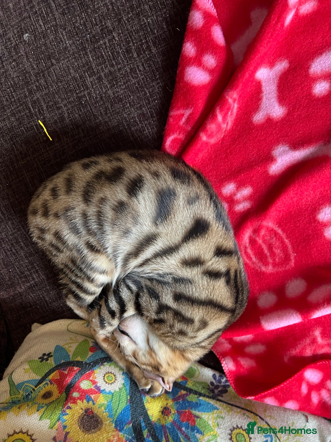Bengal cats for sale: Female bengal  - Image 4