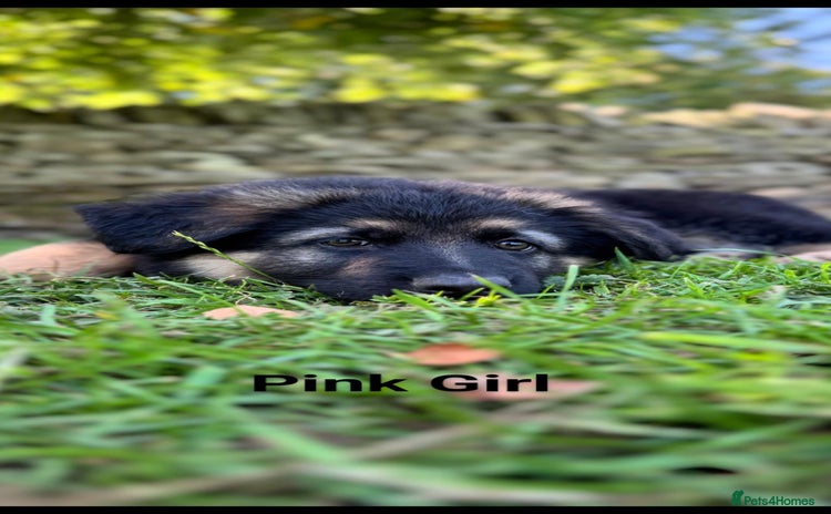 German Shepherd dogs - Advert 2