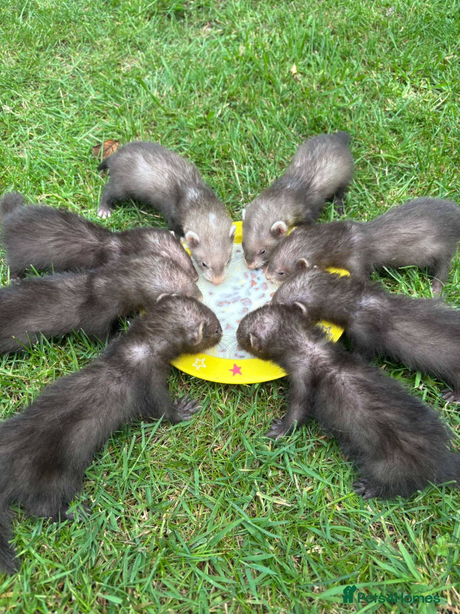 Ferret rodents Beautiful silver X polecat kits - Advert 1