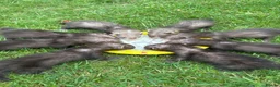 Ferret rodents for sale: Last two! - Beautiful silver X polecat kits - Advert 4