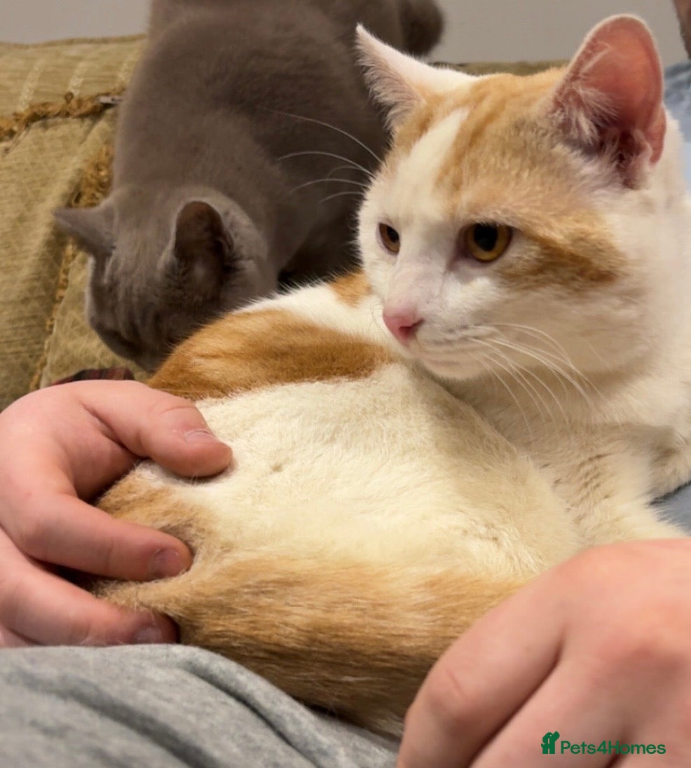 Domestic Shorthair cats Bruno the Stray – Loving Home Needed (read bio) - Advert 1