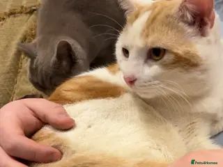 Domestic Shorthair cats Bruno the Stray – Loving Home Needed (read bio) - Advert 1