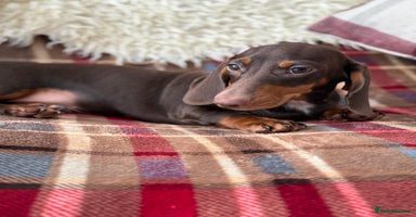 Miniature Dachshund dogs - Advert 2