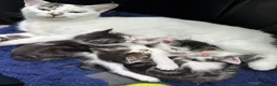 Mixed Breed cats for sale:     Tiny kitten Paws Looking for Homes 🏡 - Advert 1