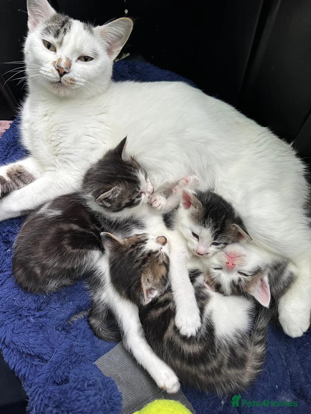 Mixed Breed cats for sale:     Tiny kitten Paws Looking for Homes 🏡 - Advert 1