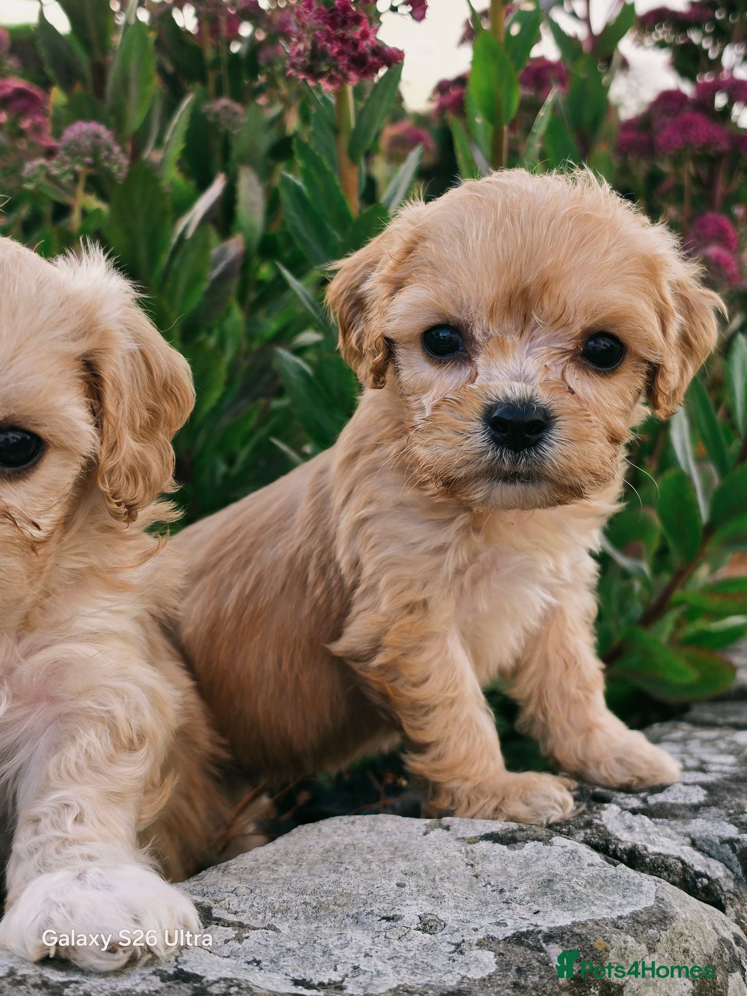 Cavachon dogs 10 STUNNING CAVACHONS😍🐾💙💖 - Advert 1