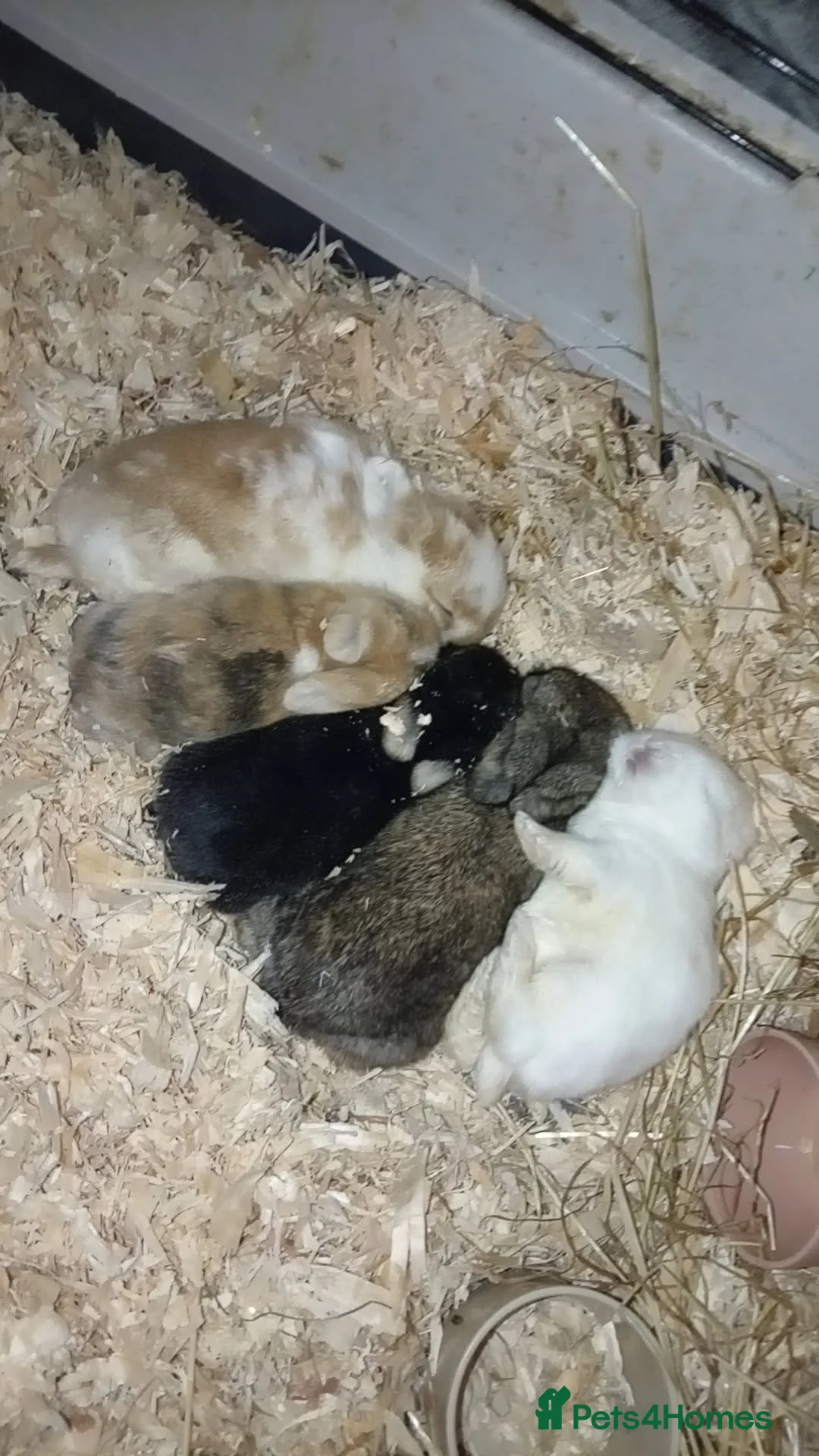 Mixed Breed rabbits for sale: 4 baby rabbits - Advert 5