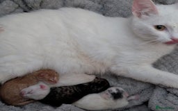 Mixed Breed cats for sale: 3 playful kittens  - Image 5