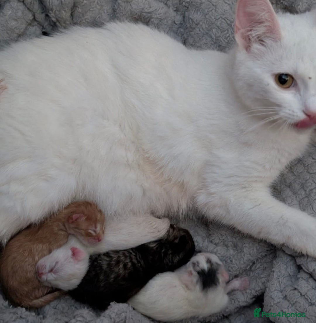 Mixed Breed cats for sale: 3 playful kittens  - Image 5
