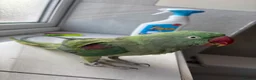 Parrots birds for sale: Kiwi 🥝  - Advert 4