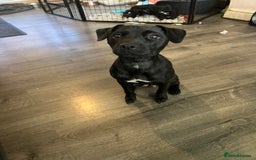 Mixed Breed dogs for sale: Patterjack puppies  - Image 6