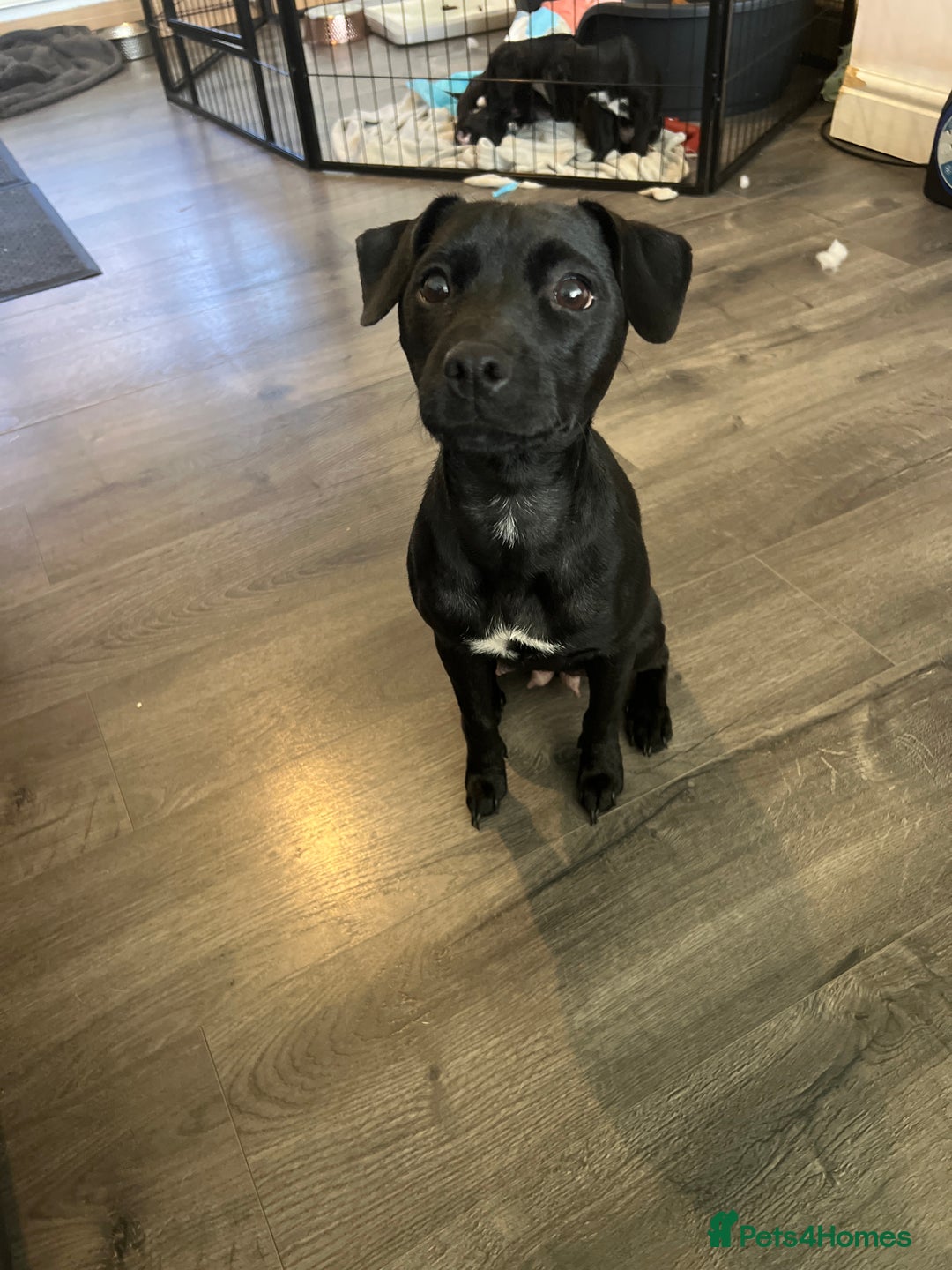 Mixed Breed dogs for sale: Patterjack puppies  - Image 6