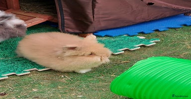 Lionhead rabbits - Advert 10