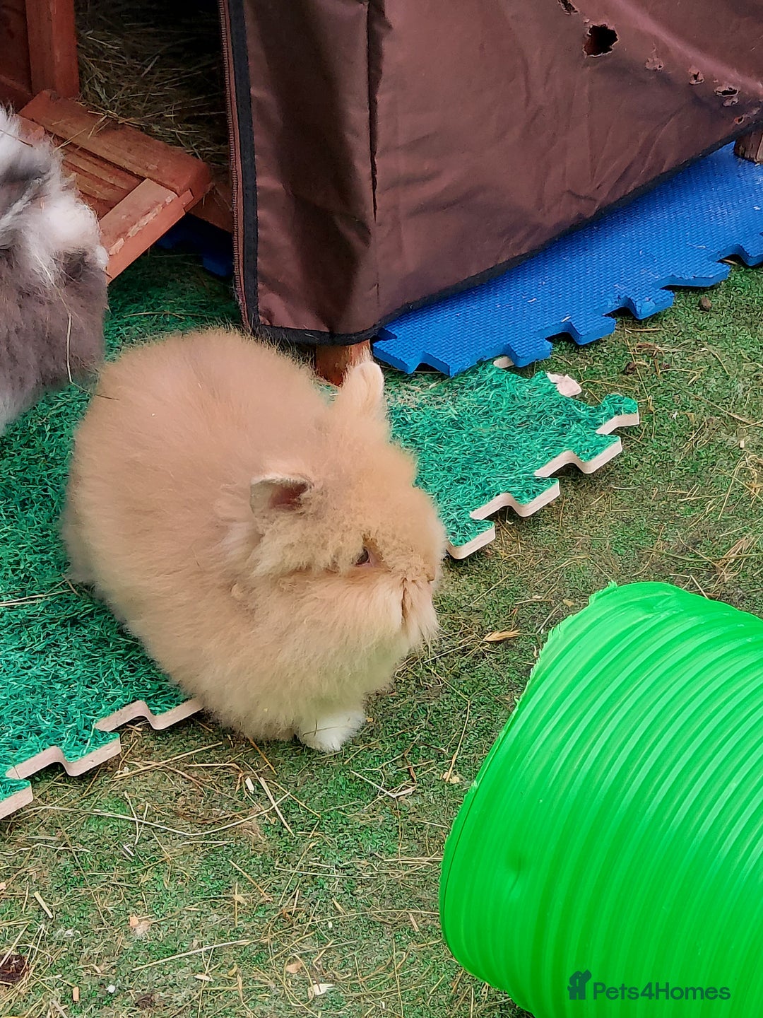 Lionhead rabbits for sale: Beautiful Double Maned Lionhead Babies - Image 3