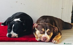 Mixed Breed dogs for sale: American bully cross staff puppy  - Image 2