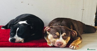Mixed Breed dogs - Advert 2