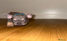 French Bulldog dogs for sale: BLUE & CREAM/TAN Isabella/pink carrying. - Image 29