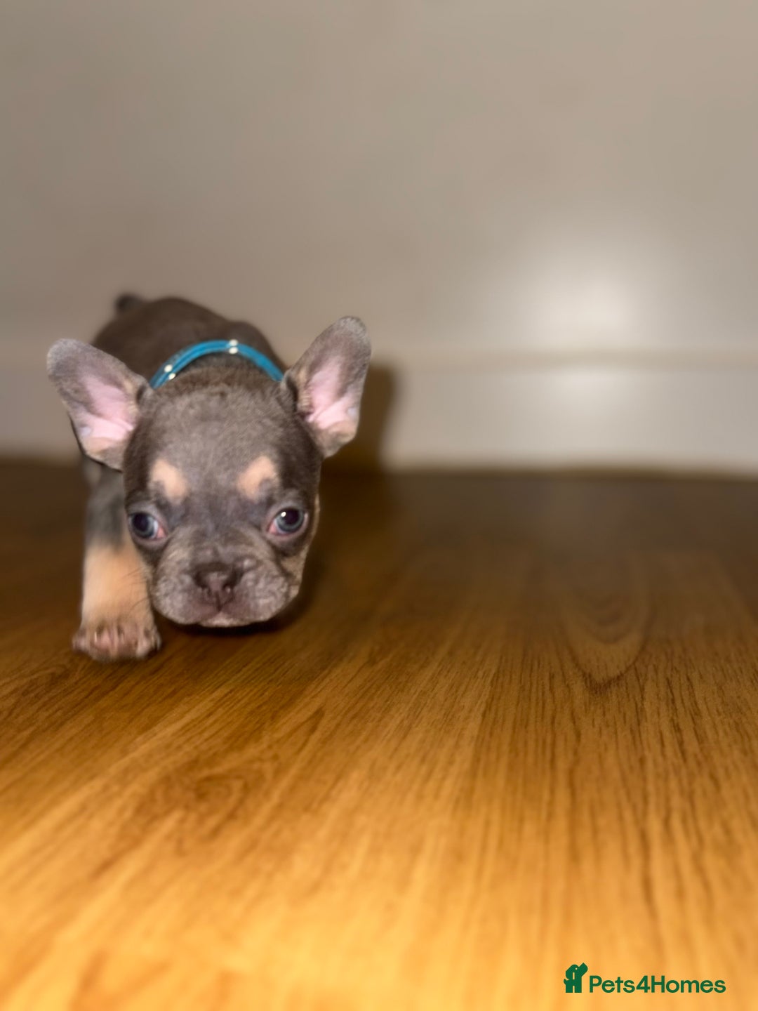 French Bulldog dogs for sale: BLUE & CREAM/TAN Isabella/pink carrying. - Image 29