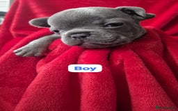 French Bulldog dogs for sale: French bulldog puppies  - Advert 4