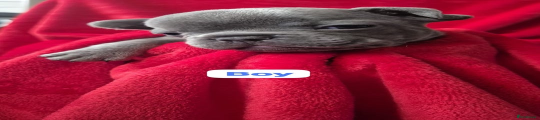 French Bulldog Puppy 3