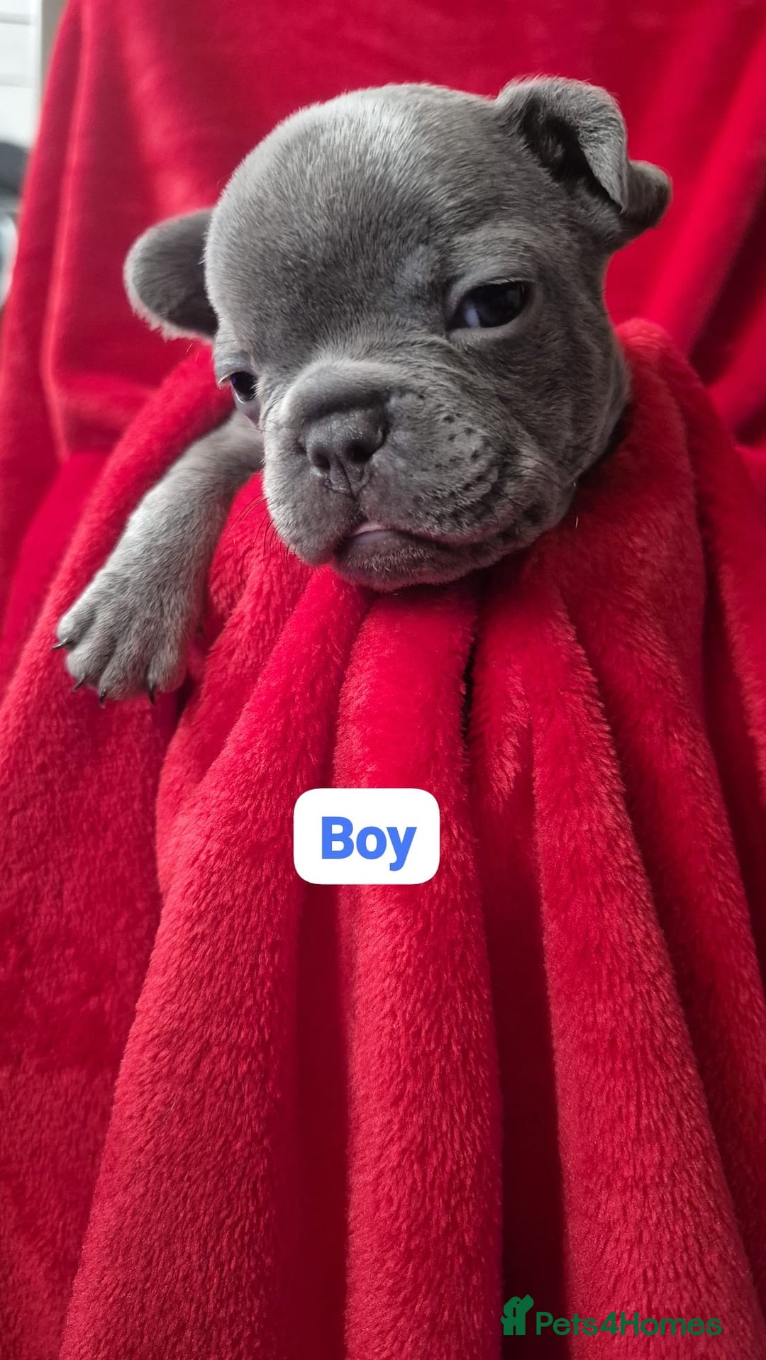 French Bulldog dogs for sale: French bulldog puppies  - Advert 4