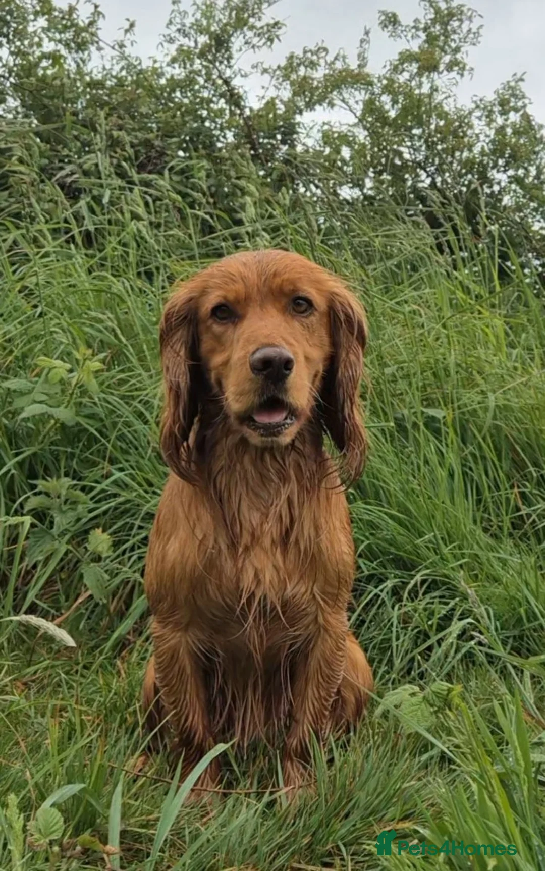 Cocker Spaniel dogs for stud: Red Working Cocker Spaniel KC and Health Tested in Shrewsbury - Advert 2