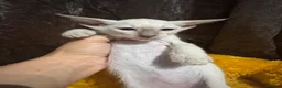 Siamese cats for sale: 6 stunning Siamese kittens available  - Advert 3