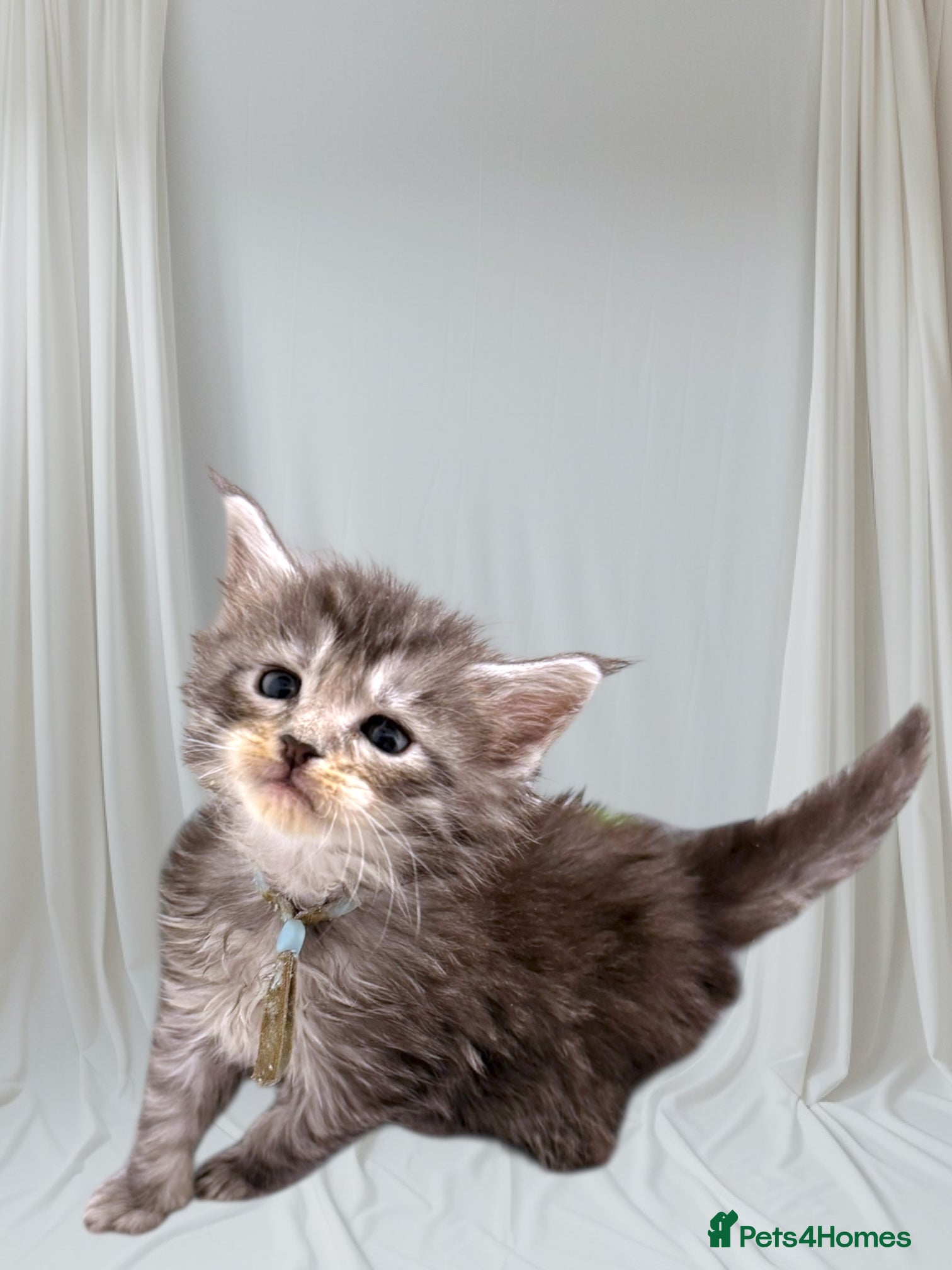 Maine Coon cats H - Litter Ready for Mid February - Advert 15