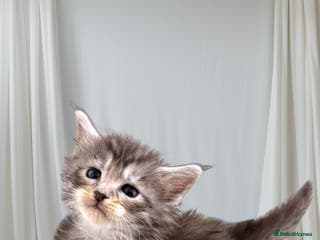 Maine Coon cats H - Litter Ready for Mid February - Advert 10