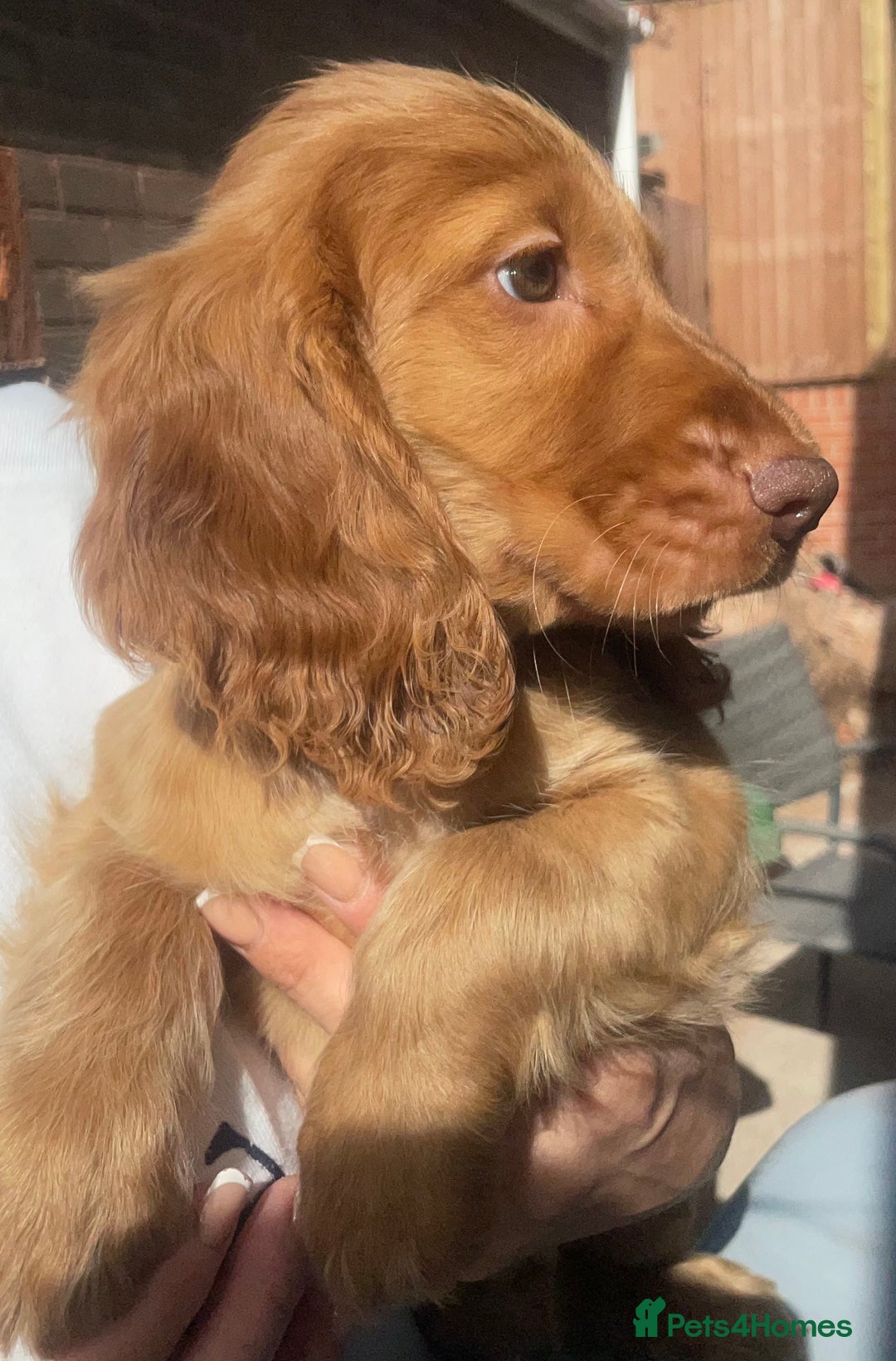 Cocker Spaniel dogs for sale: 1 Simply gorgeous Male Cocker Spaniel left 🐶⭐️🐶 - Image 6