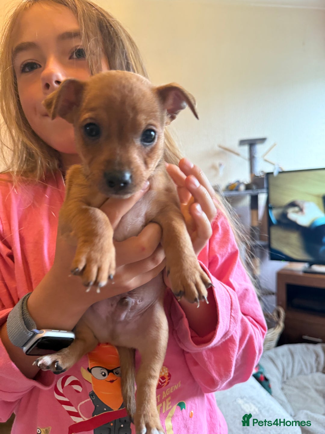 Jack Russell dogs for sale: Gorgeous Jack Russell Puppies - Image 6