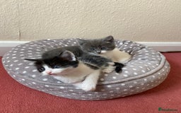 Mixed Breed cats for sale: beautiful kittens - Image 12