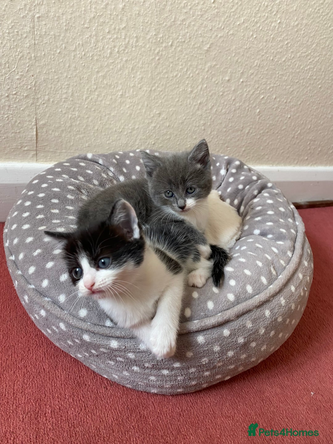 Mixed Breed cats for sale: beautiful kittens - Image 12