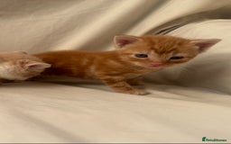 Mixed Breed cats for sale: Beautiful British shorthair cross kittens for sale - Image 6